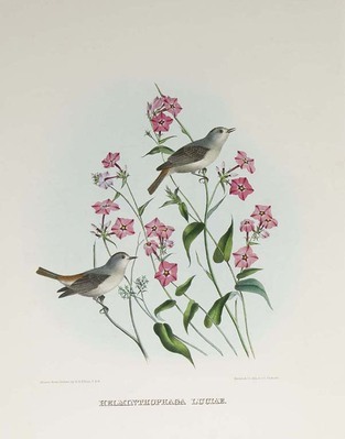 3216
          <br/>
          The new and heretofore unfigured species of the birds of North America.
          <br/>
          <em></em>